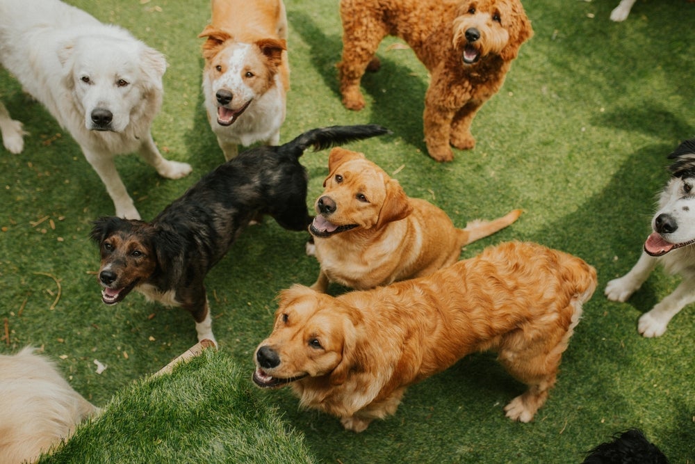 Em uma matilha de cães sempre existe um líder. Em casa, o lí­der é o tutor
