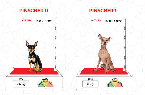 Cachorros ao lado de uma régua de centímetros para medir a altura