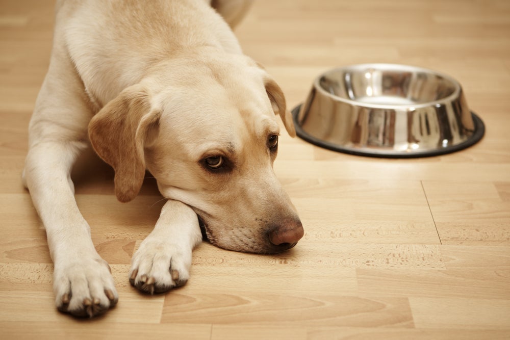 O cachorro sem apetite ou emagrecendo rapidamente é um dos sintomas do problema, assim como a regurgitação dos alimentos