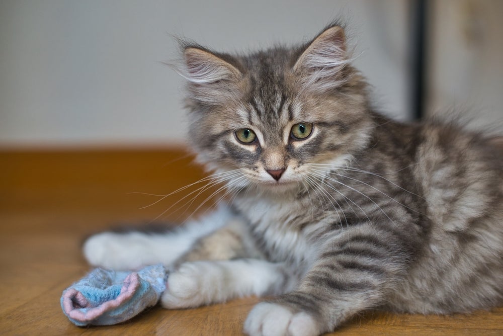 O gato com meia pode ficar bastante atrapalhado e até evitar se locomover