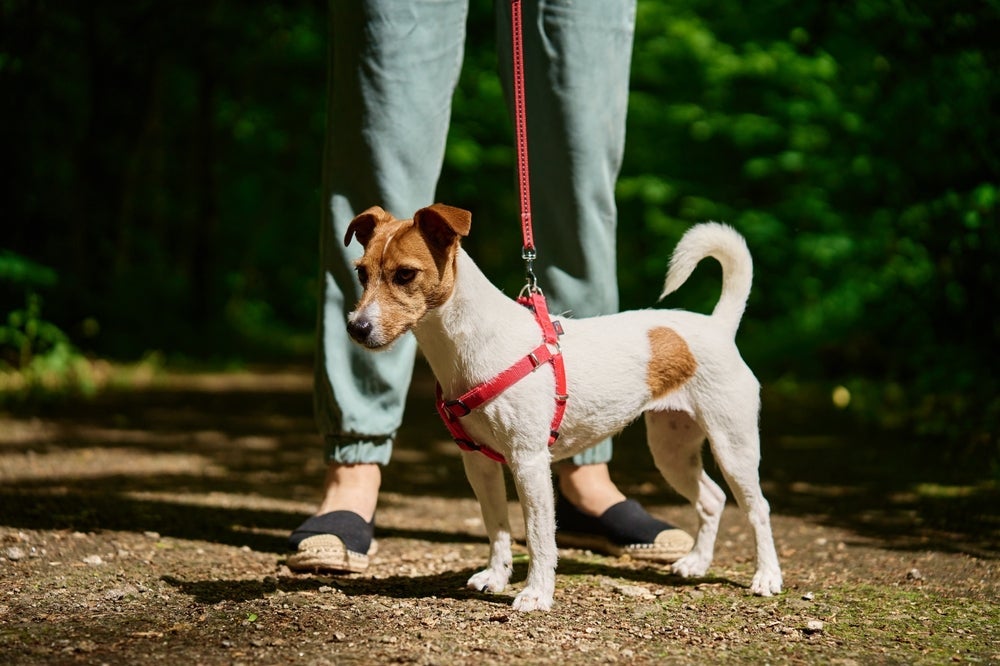 A coleira peitoral é a mais segura e confortável para cães com colapso de traqueia