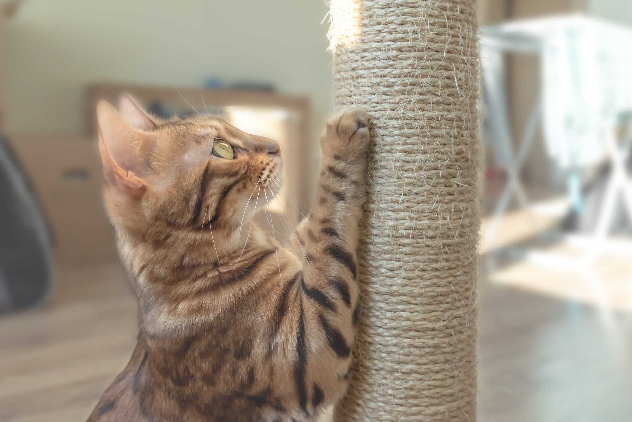Arranhadores de sisal são bastante populares entre os gatos domésticos