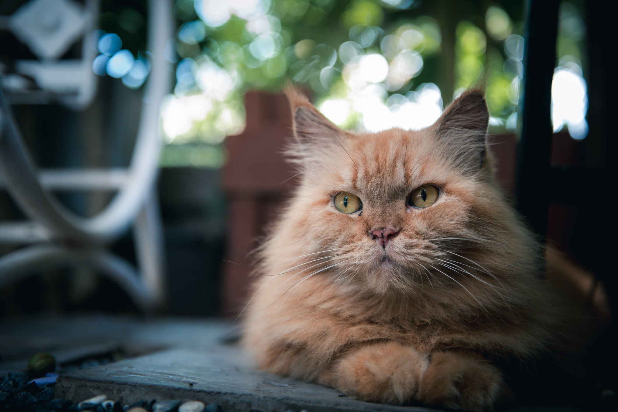 O gato Persa é super calmo e se adapta bem com mudanças!