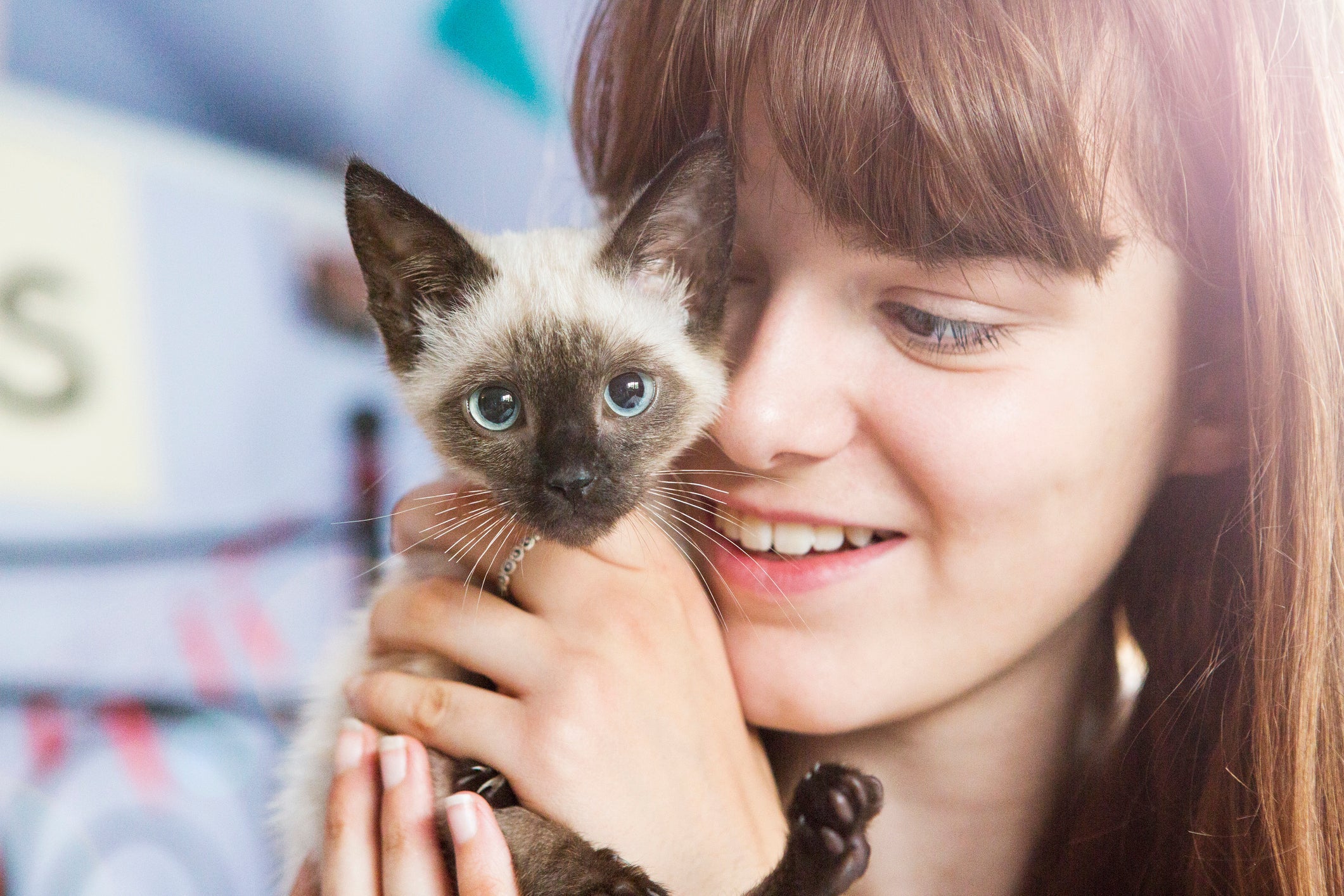 O gato Siamês é pura doçura e companheirismo!