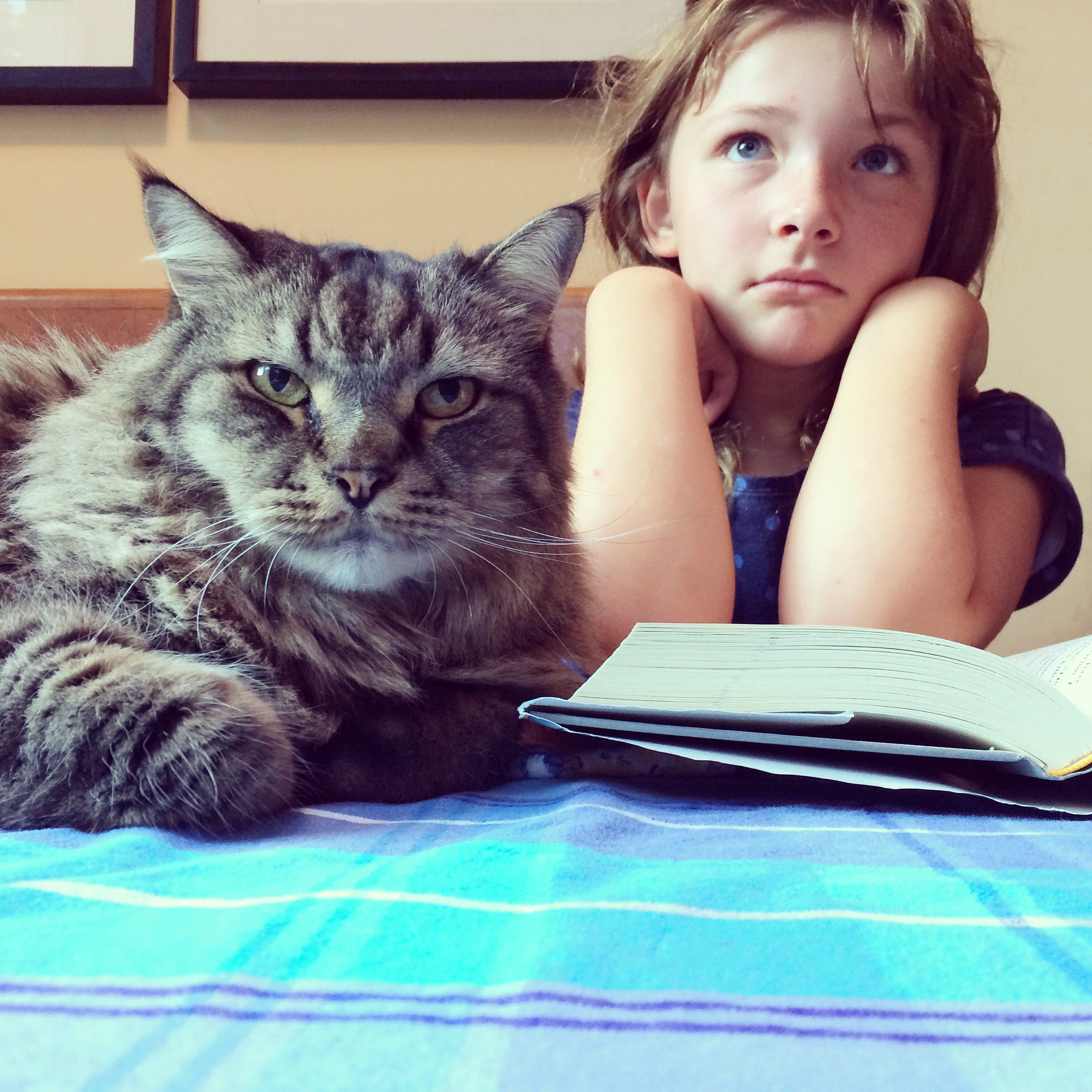 Maine Coon: esse gigante é uma ótima opção para famí­lias com crianças!