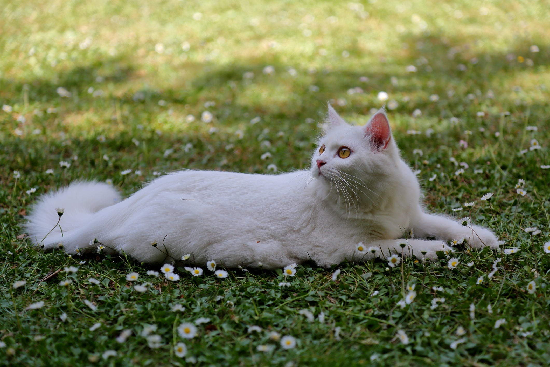 O gato Angorá ama atenção e carinhos, mas não curte muito um colo.