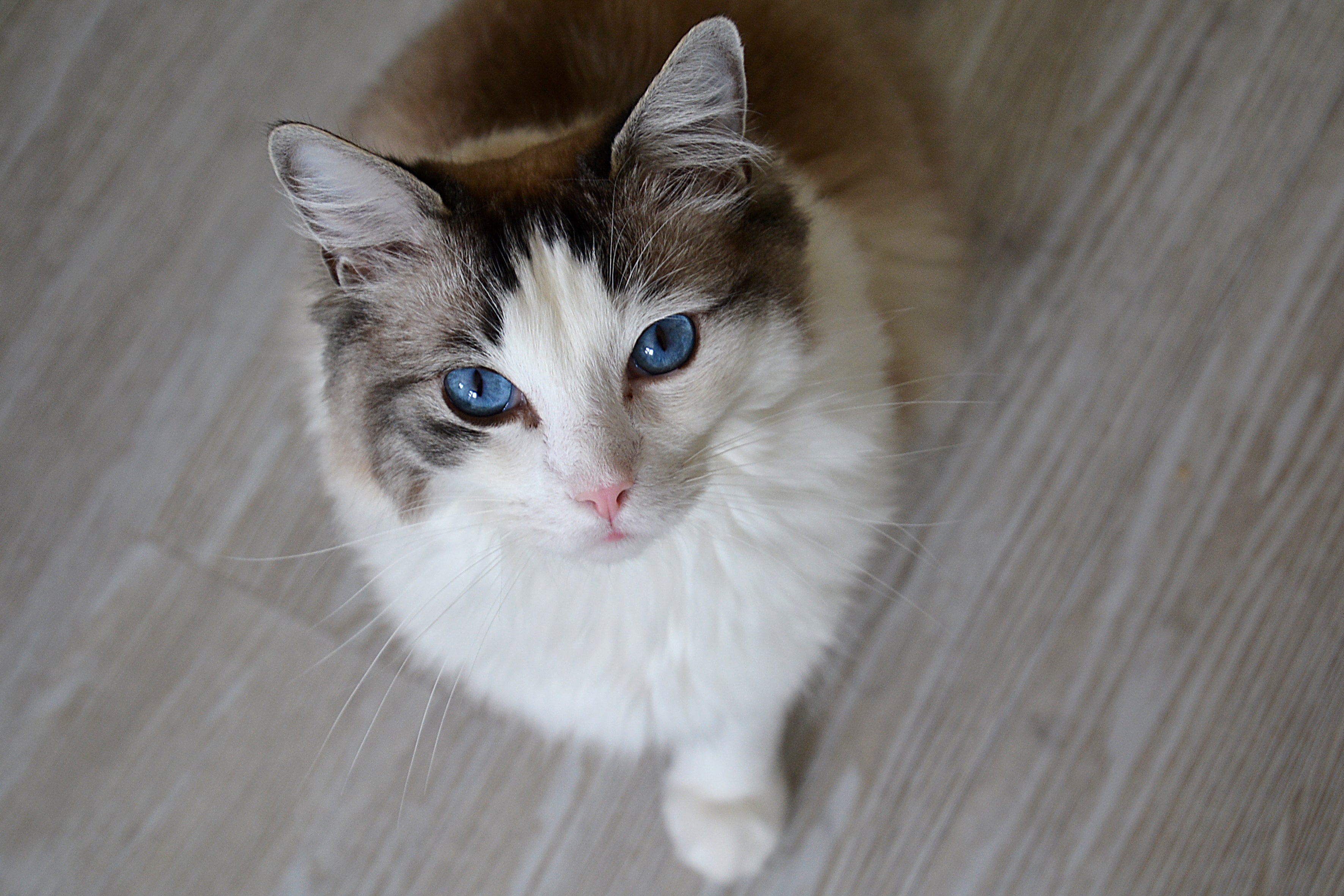 O Ragdoll é um gigante que ama fazer manha e ficar atrás de seus donos!