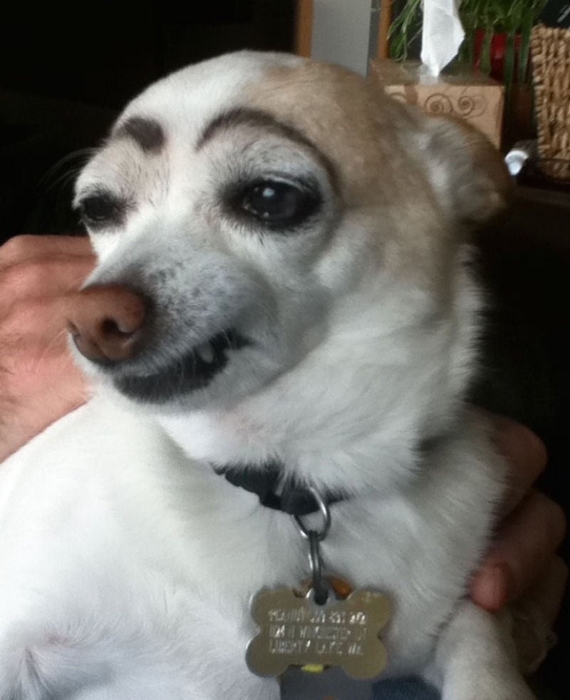 Memes de cães maquiados são muito engraçados