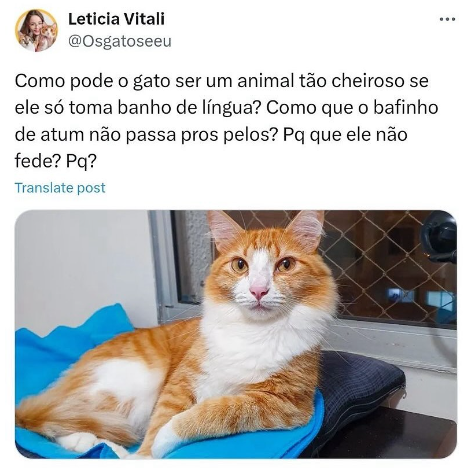 Esse meme de gato sobre a autolimpeza felina expressa a dúvida de milhares de gateiros