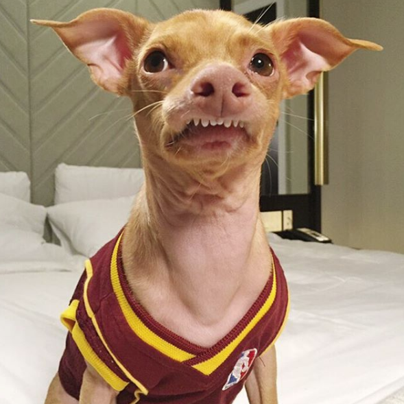 Meme do cachorro dentuço rendeu turnês por livrarias