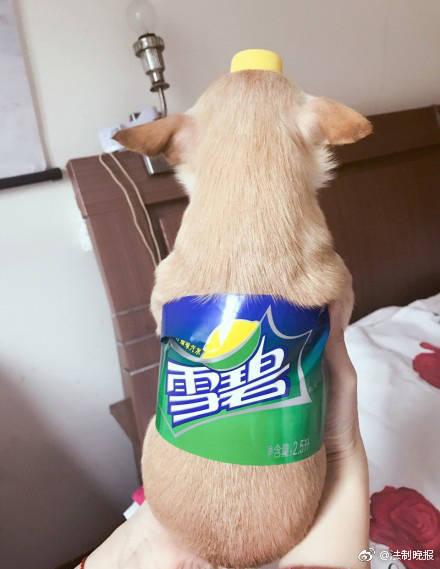 Memes dos cachorros de garrafa pet viraram febre em países asiáticos