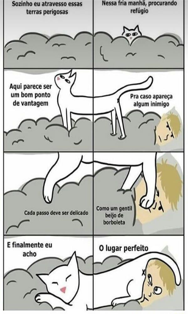 Quando o assunto é meme, gato também é representado em tirinhas