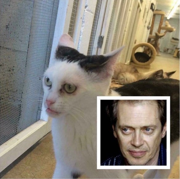 Gatos: meme de felinos que parecem humanos são risada garantida