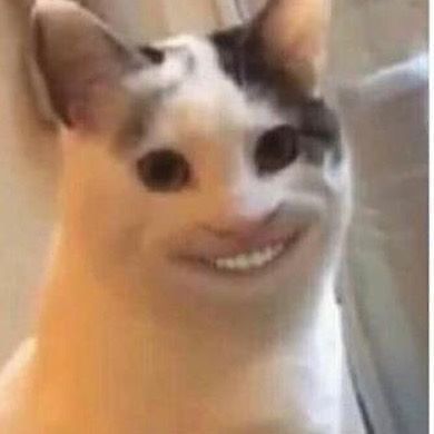 Os memes de gato sorrindo são hilários