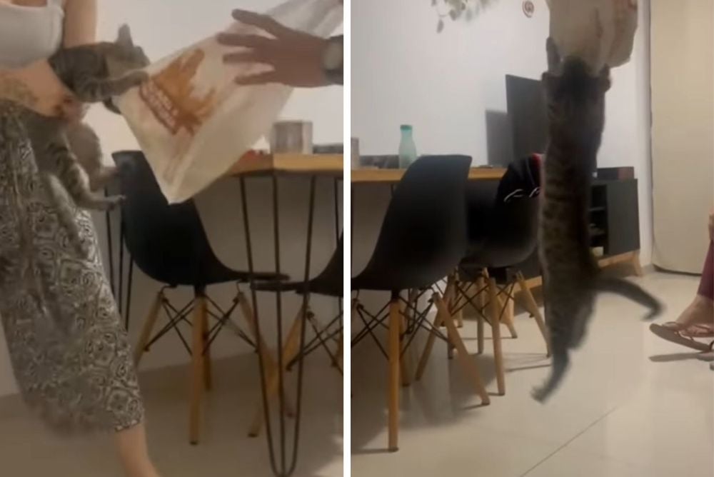 O meme de gato fascinado por pão divertiu a internet