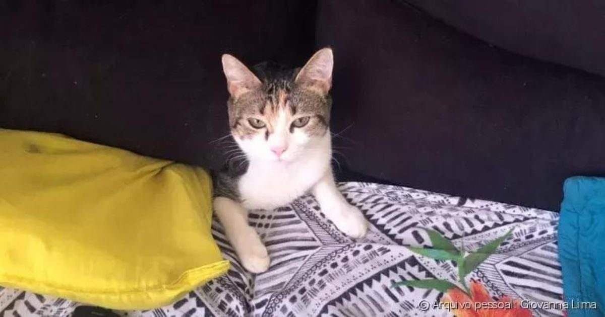 Os memes de gatos escondidos rendem ótimas histórias