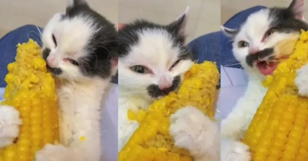 Gatinho: meme com espiga de milho faz sucesso