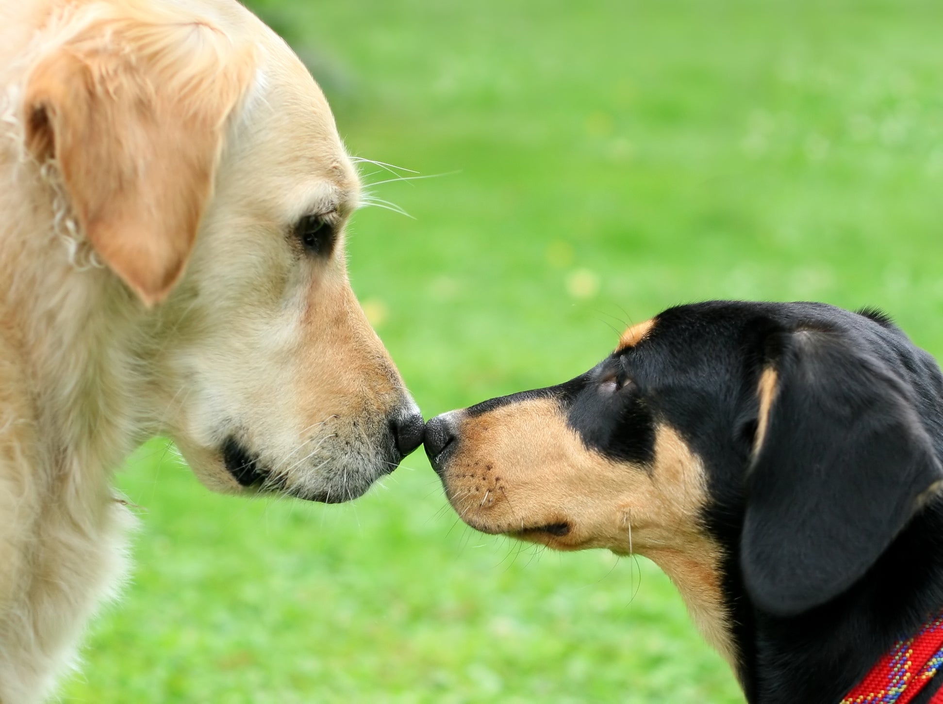 O olfato do cachorro é um dos sentidos mais importantes para ele colher informaçõees sobre outros cães