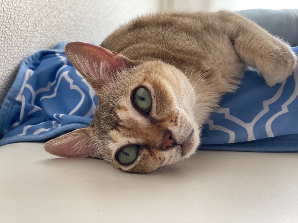 O gato Singapura tem olhos grandes