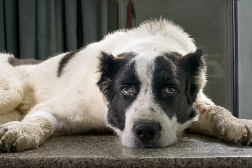 A doença da lagartixa causa problemas no sistema digestivo do cachorro