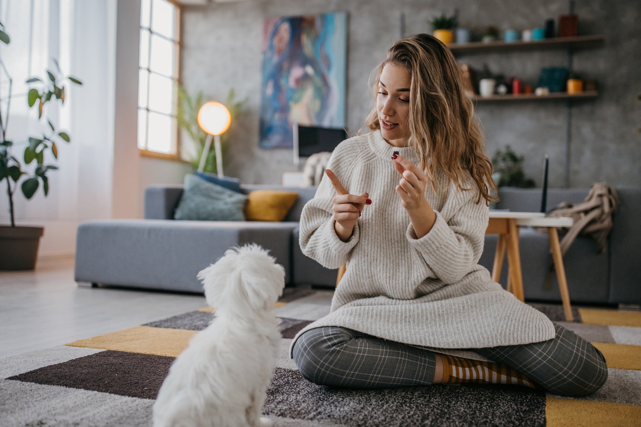 O adestramento é uma boa saída para controlar os latidos em excesso do seu cachorro
