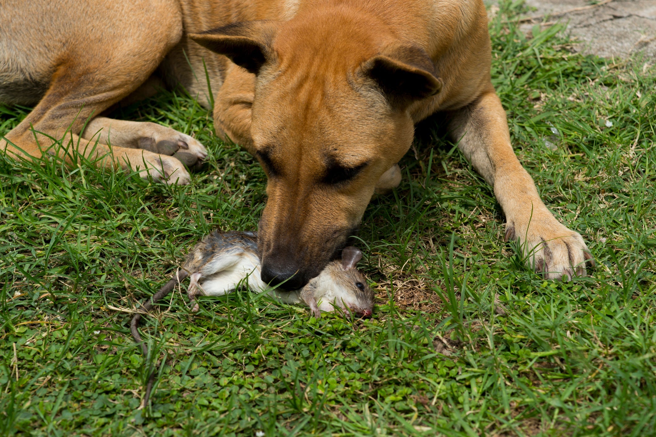 Cães podem contrair doenças graves e até sofrer intoxicações ao ter contato com ratos 