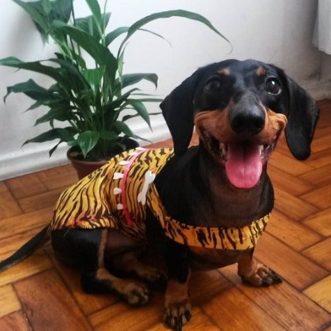 Lorota foi uma adorável salsichinha que deixou o mundo precocemente