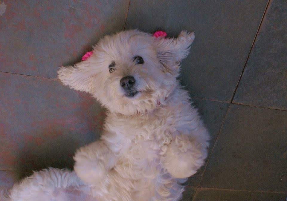 Bel feliz da vida depois de ganhar carinho na barriga