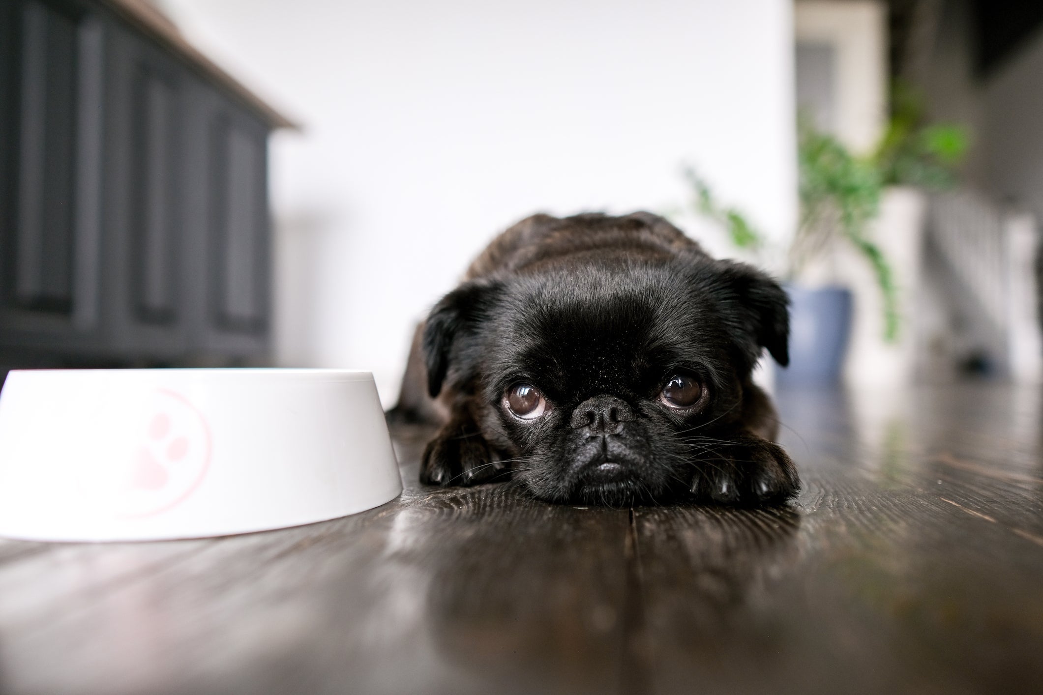 Quando tem refluxo, cachorro pode ficar apático e apresentar falta de apetite