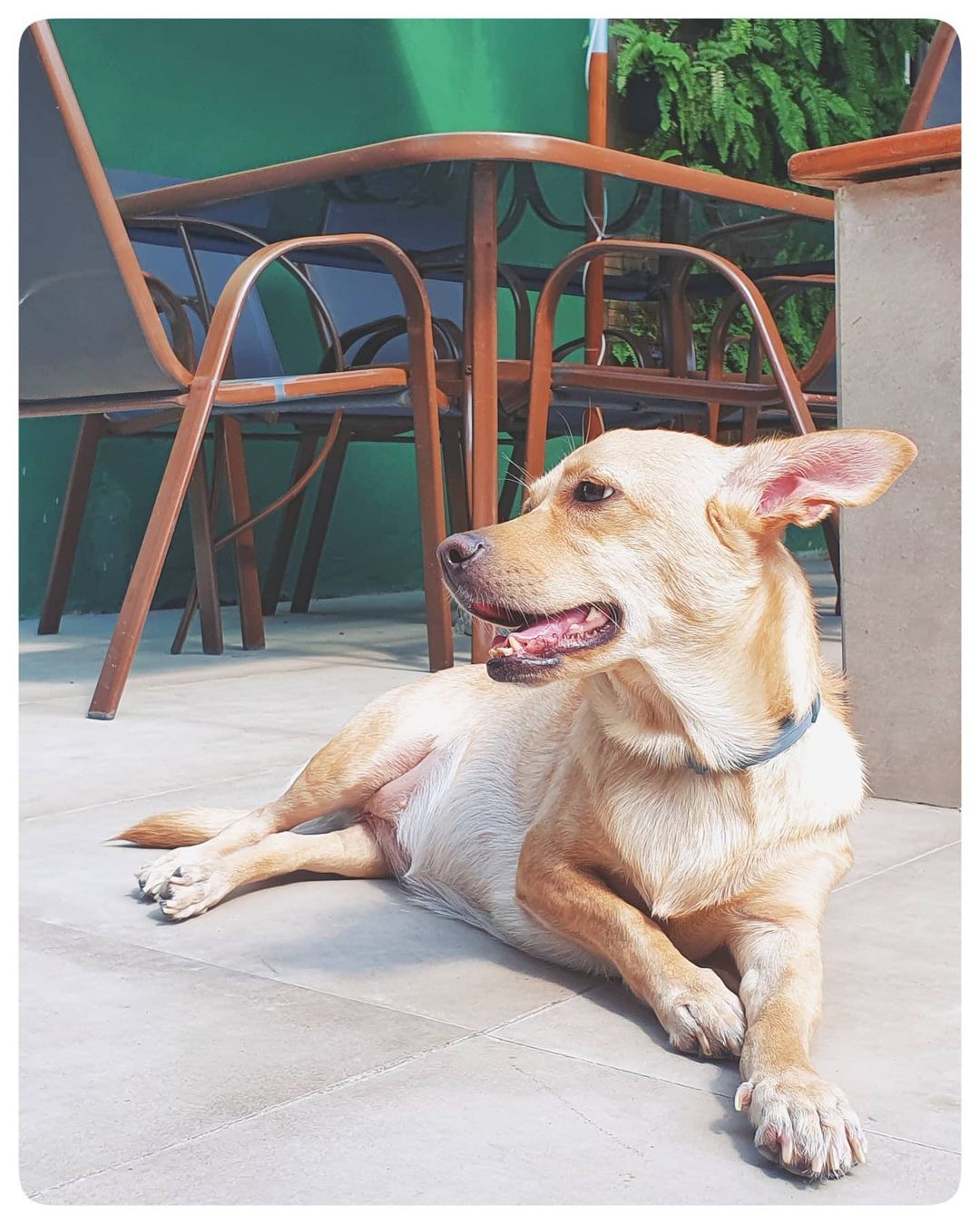 A patinha da sorte é a marca registrada da Dory. Ela tem uma vida normal e feliz!