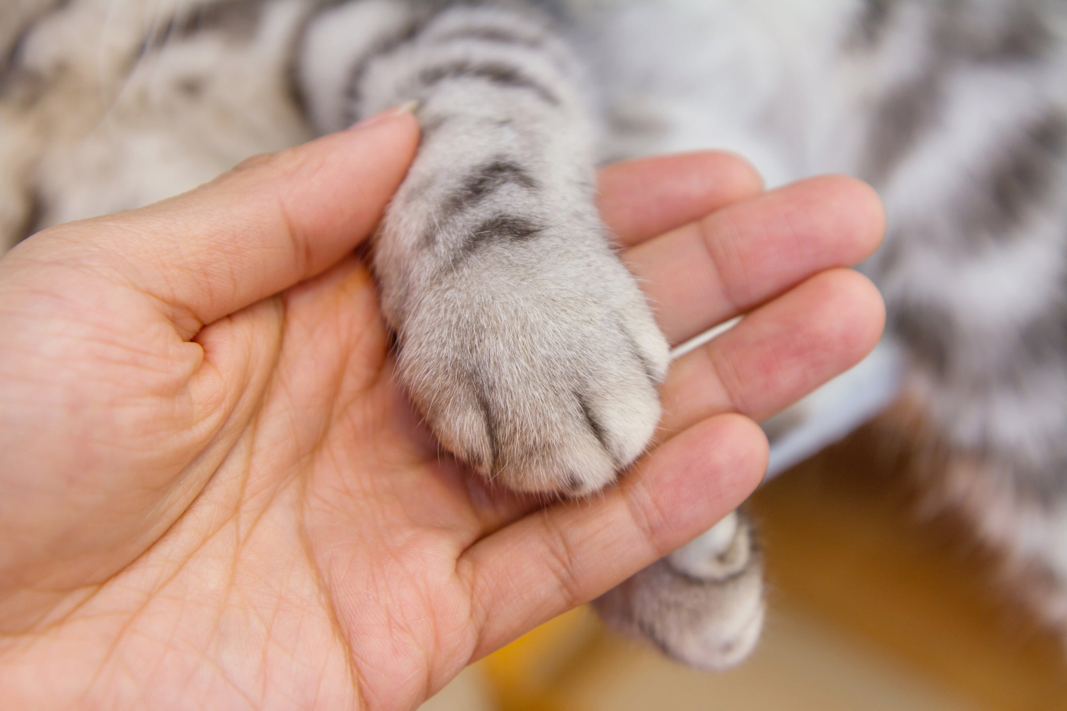 Luto: gato morreu e tutor precisa de ajuda para passar por esse momento de tristeza