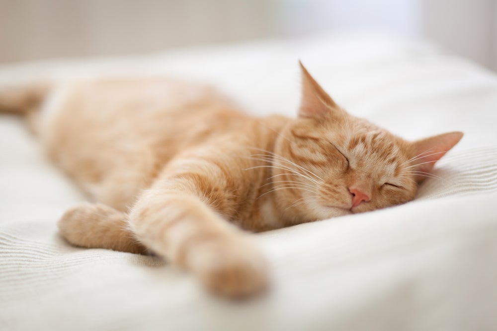 Por que meu gato parou de dormir comigo: eles se sentem sufocados pelo excesso de carinho