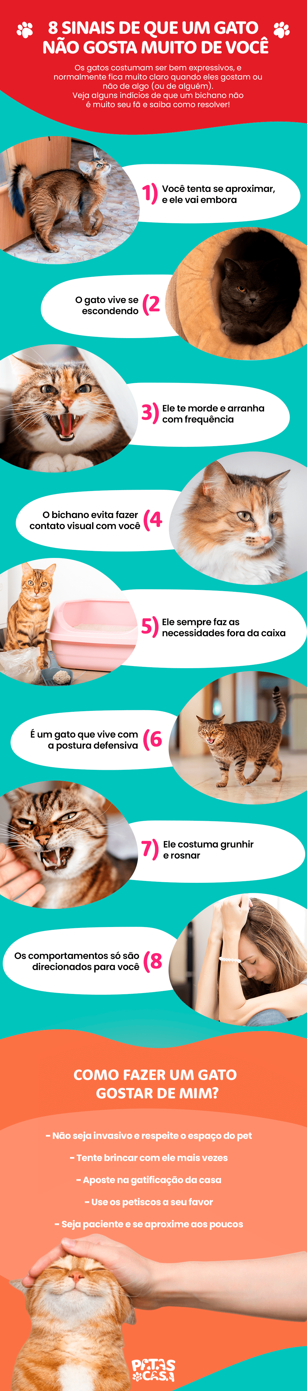 Meu gato não gosta de mim: saiba quais sinais indicam isso