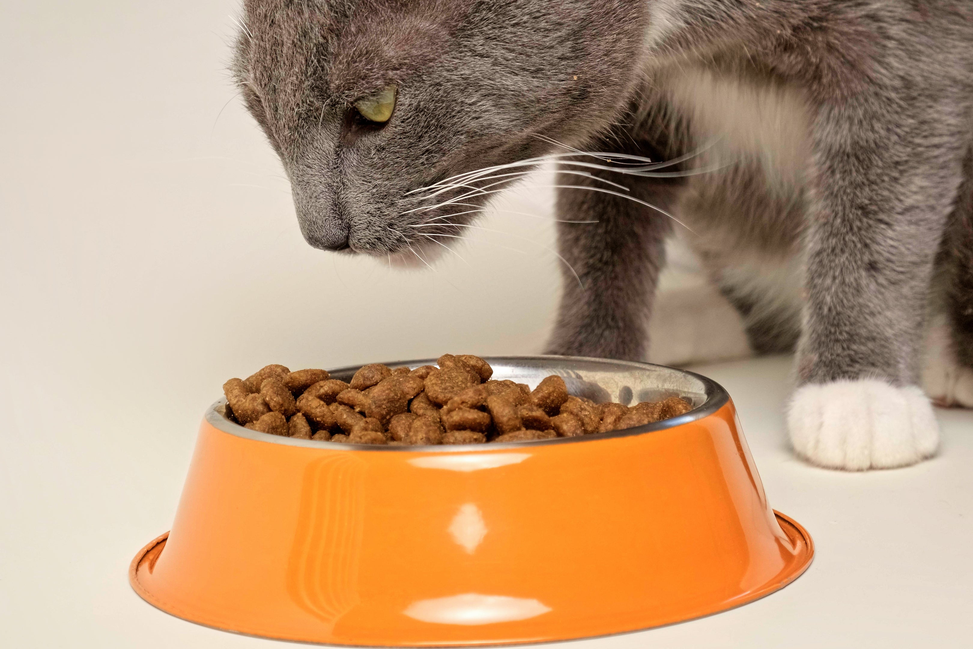 O hipertireoidismo em gatos faz o bichano sentir mais fome, mas ao mesmo tempo perder muito peso
