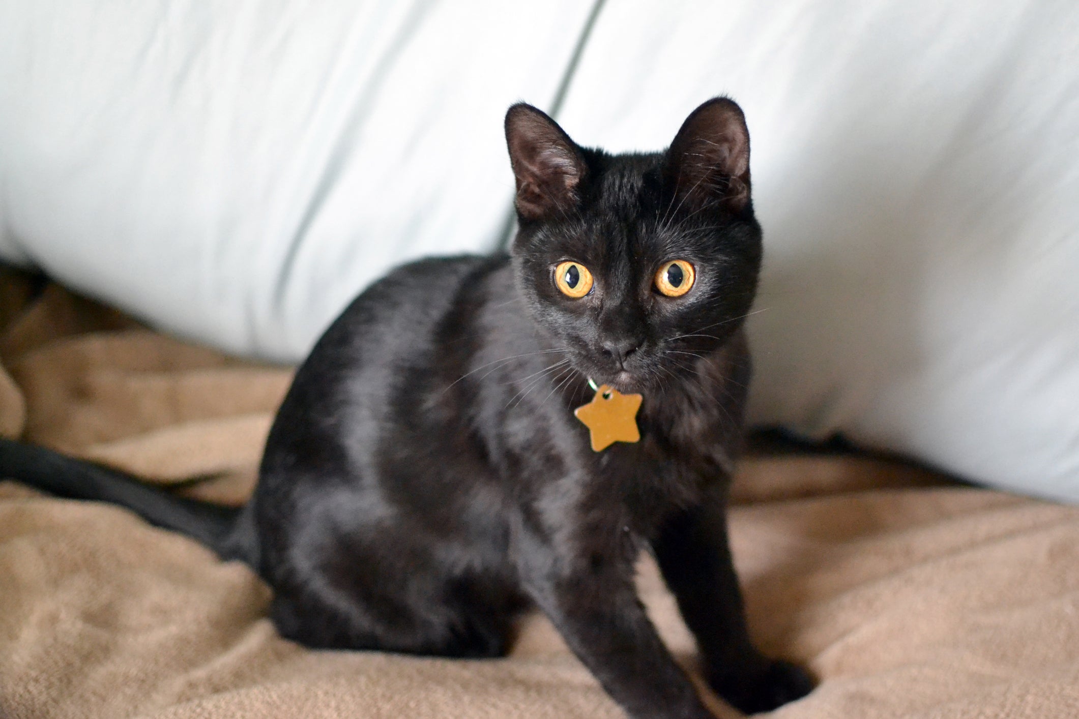 Os gatos somem e voltam, mas é importante ter uma coleira de identificação para evitar que eles se percam