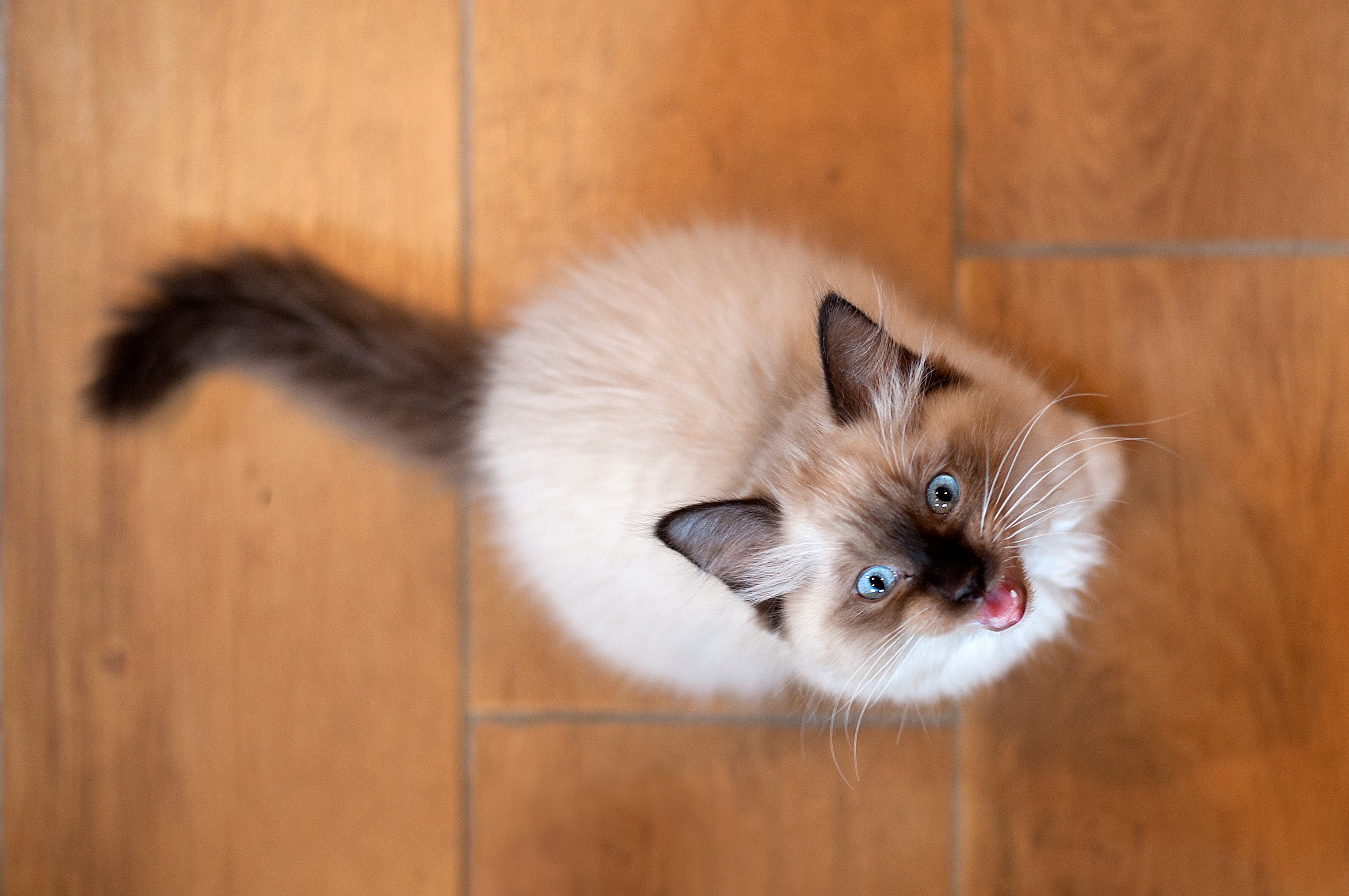 É importante conhecer o padrão de vocalização do gato para conseguir identificar mudanças no miado