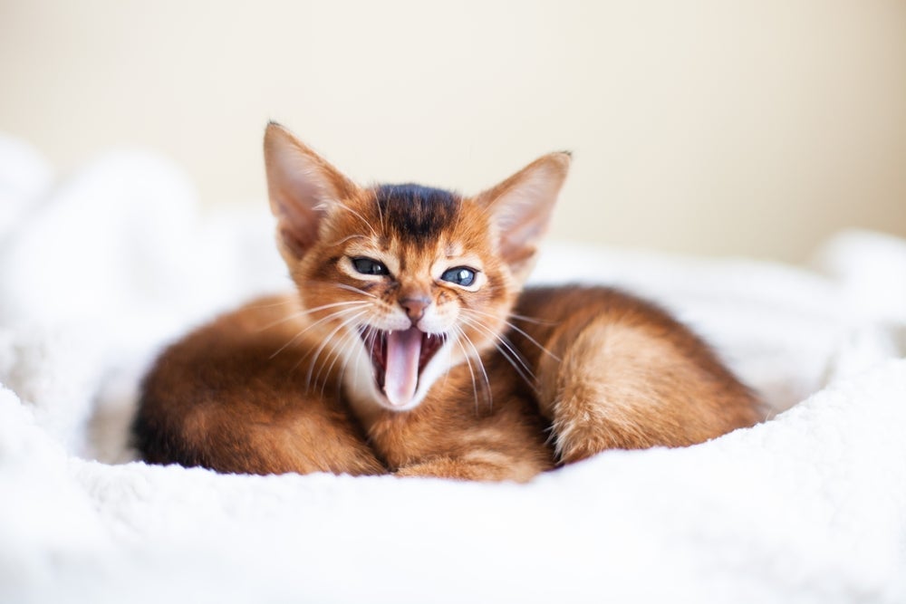 Um gato miando pode ser fome, frio ou carência