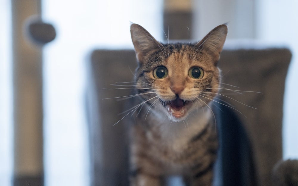 O miado de gato pode ser uma forma de cumprimento ou para chamar a atenção do tutor