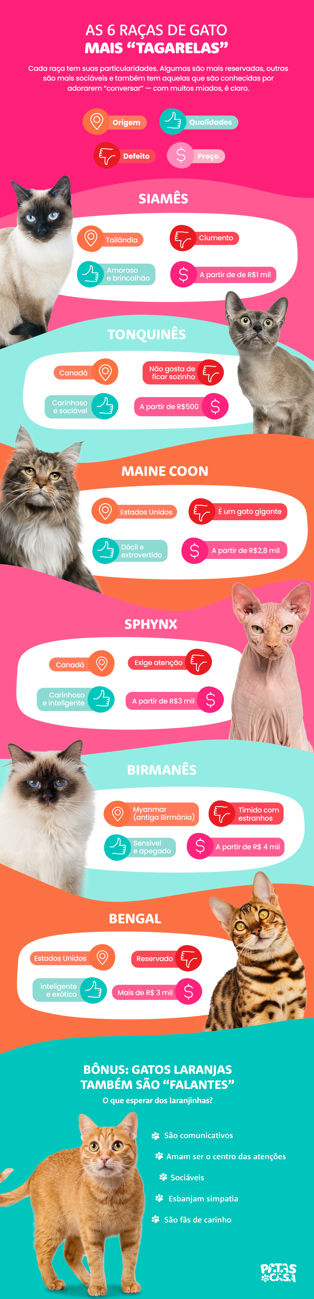 Bloco informativo falando sobre o miado de gato e quais raças mais miam