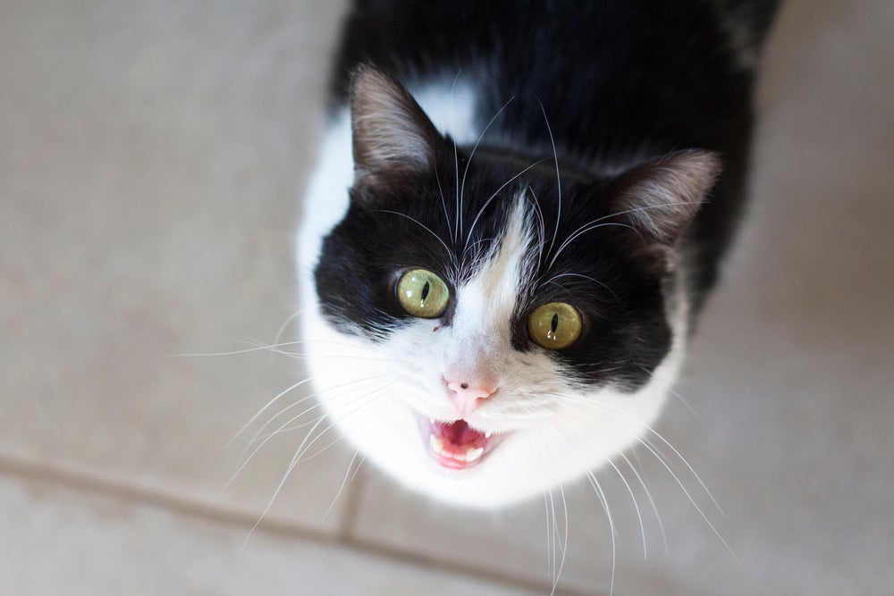 O gato miando é uma forma de comunicação animal