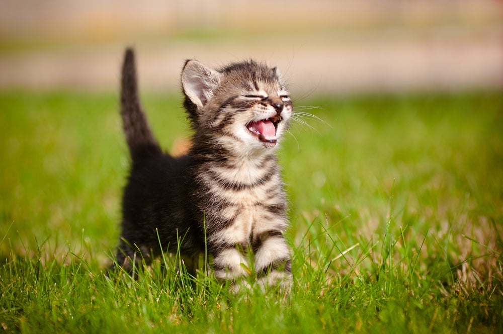O miado de gato filhote pode representar fome, frio e até saudade da mãe 