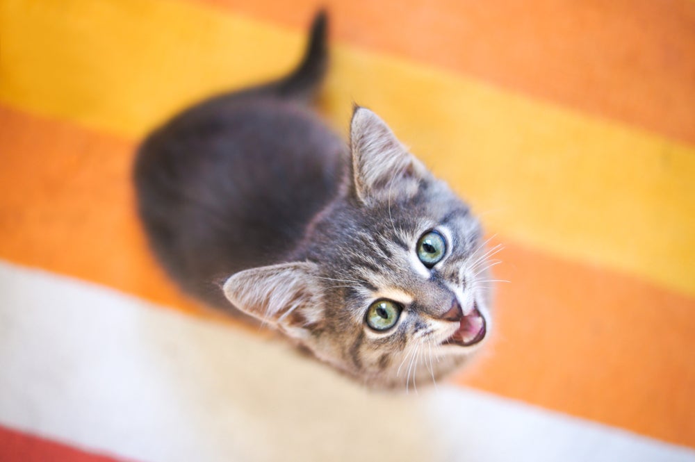 O som de gato miando pode ter diferentes significados