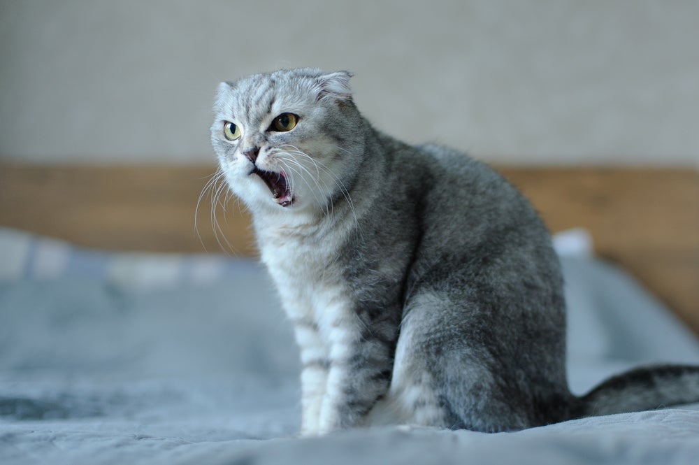O miado de gato bravo costuma vir acompanhado de rosnados