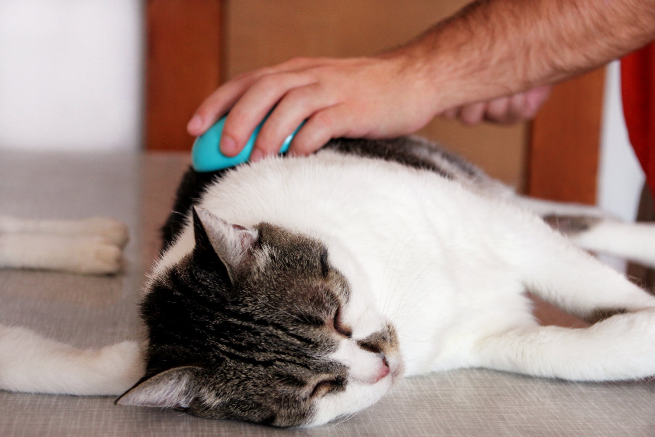 A melhor forma de prevenir a micoplasmose felina é evitar infestações de pulgas e carrapatos no gato