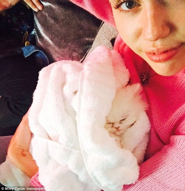 Miley Cyrus adora animais e está sempre cercada por eles