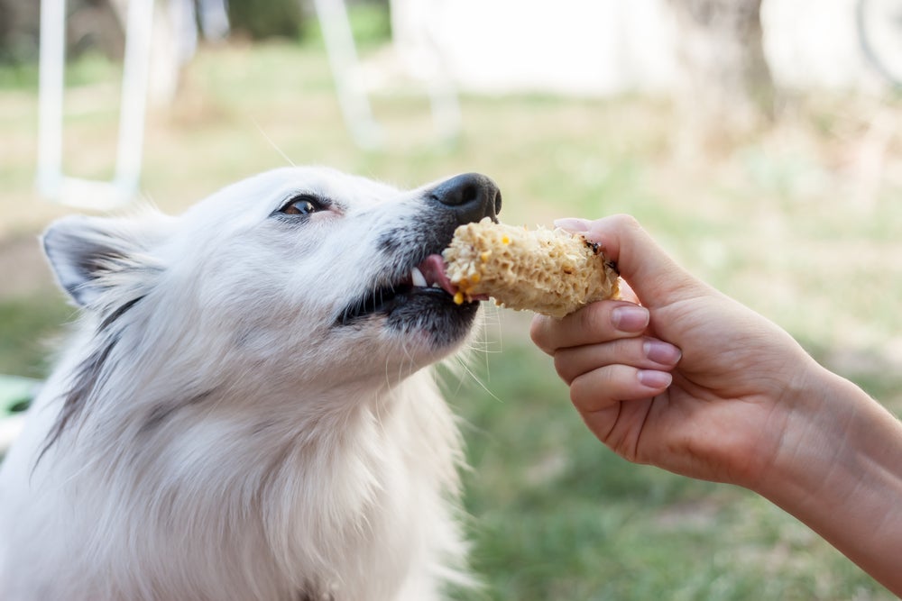 Cachorro pode comer pipoca e milho na festa junina pet, mas deve ficar longe de canjica e cachorro quente