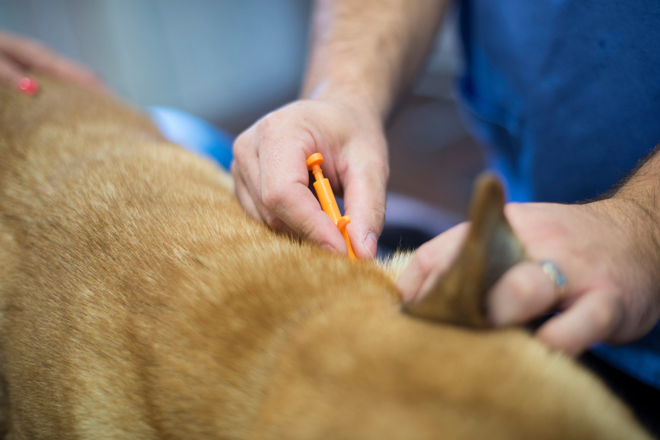 O microchip é inserido sob a pele do pet em um procedimento simples, que não exige anestesia