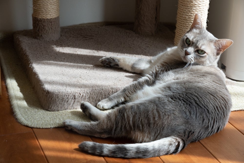 O Australian Mist tem cara de selvagem, mas a verdade é que é um gatinho bem tranquilo e dócil