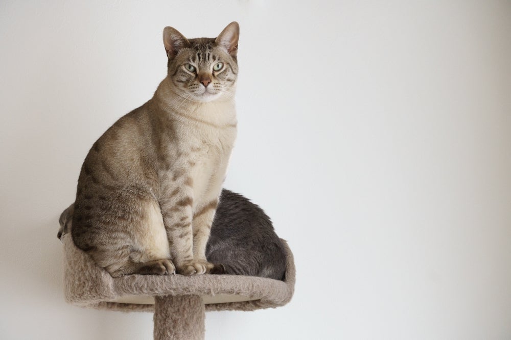 O gato australiano é bem caseiro e adora ficar na companhia do seu tutor