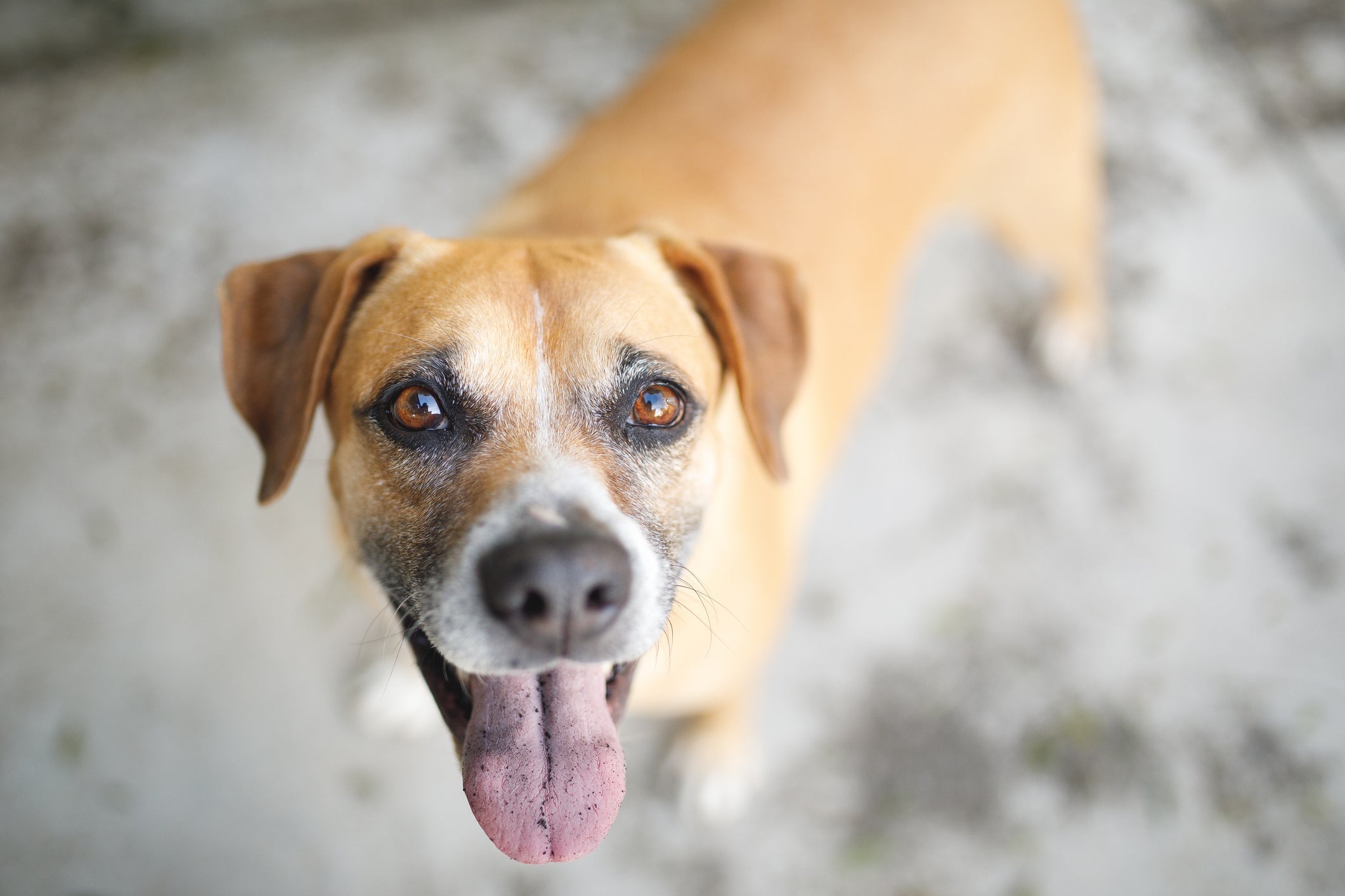 Cachorros vira latas caramelo são o tipo de pet que combina com nomes descontraídos